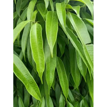 Ficus Benjamina Plant